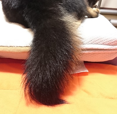 しっぽ