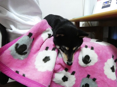 2017.11.27寝るようだよ