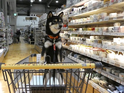 2018.2.5どれにしようかな