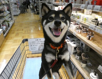 2018.2.5カートが好き