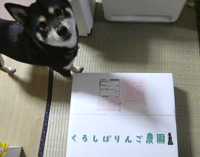 2018.2.10高級リンゴ