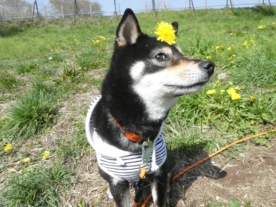 2018.04.01　八王子市　小宮公園