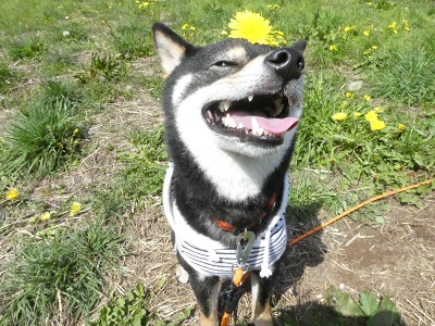 2018.4.1　たんぽぽ