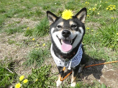 2018.4.1　タンポポと福