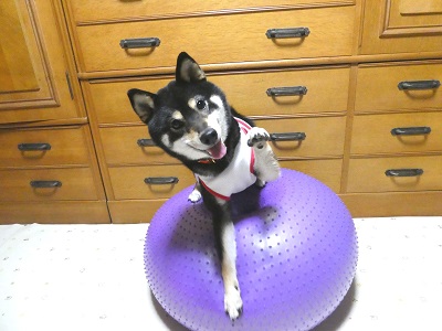 2018.5.9犬用バランスボール