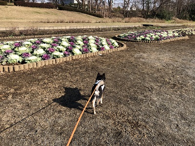 2018.12.23　わーいキャベツ