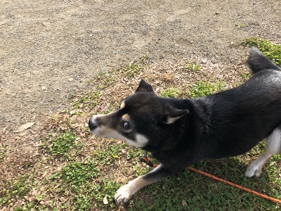 2018.12.2　福走る