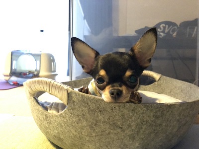 2019.8.25　レッスン生ぴのこちゃん