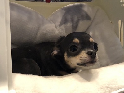 2019.9.3　レッスン生リロちゃん