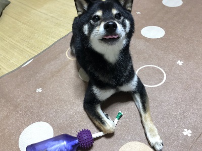 2019.10.19　元気な福たん