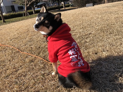 2019.12.18　PuKuPuKuの犬の幼稚園とは