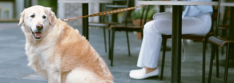ドッグカフェ　犬　ドッグトレーニング　コース