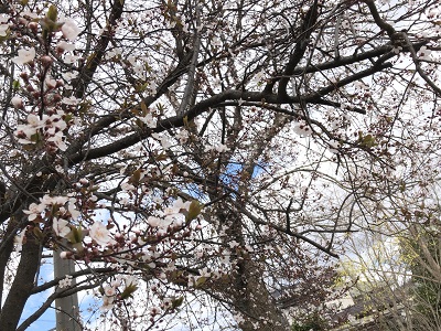 2019.3.21　桜
