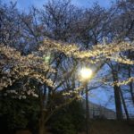 2019.4.3　夜桜