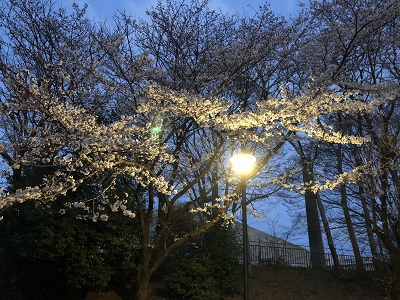 2019.4.3　夜桜