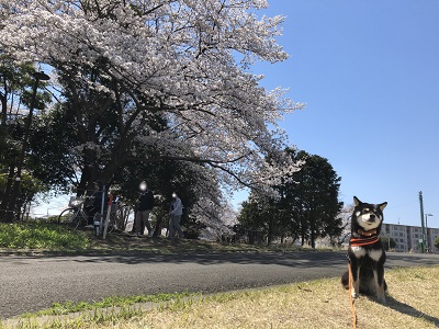 2019.4.4　桜と福
