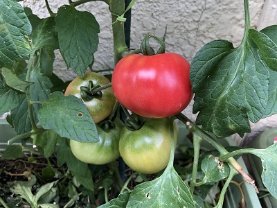 2019.6.26　真っ赤なトマト