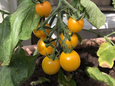 2019.6.26　黄色いトマト